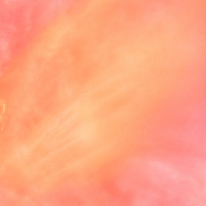 Natural CD Pink
