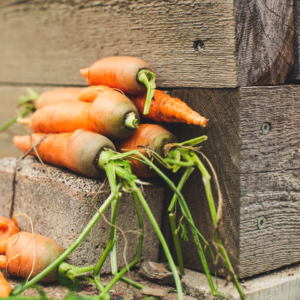 Carrot